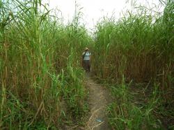 Calista Pearce in the grass - Pibor County