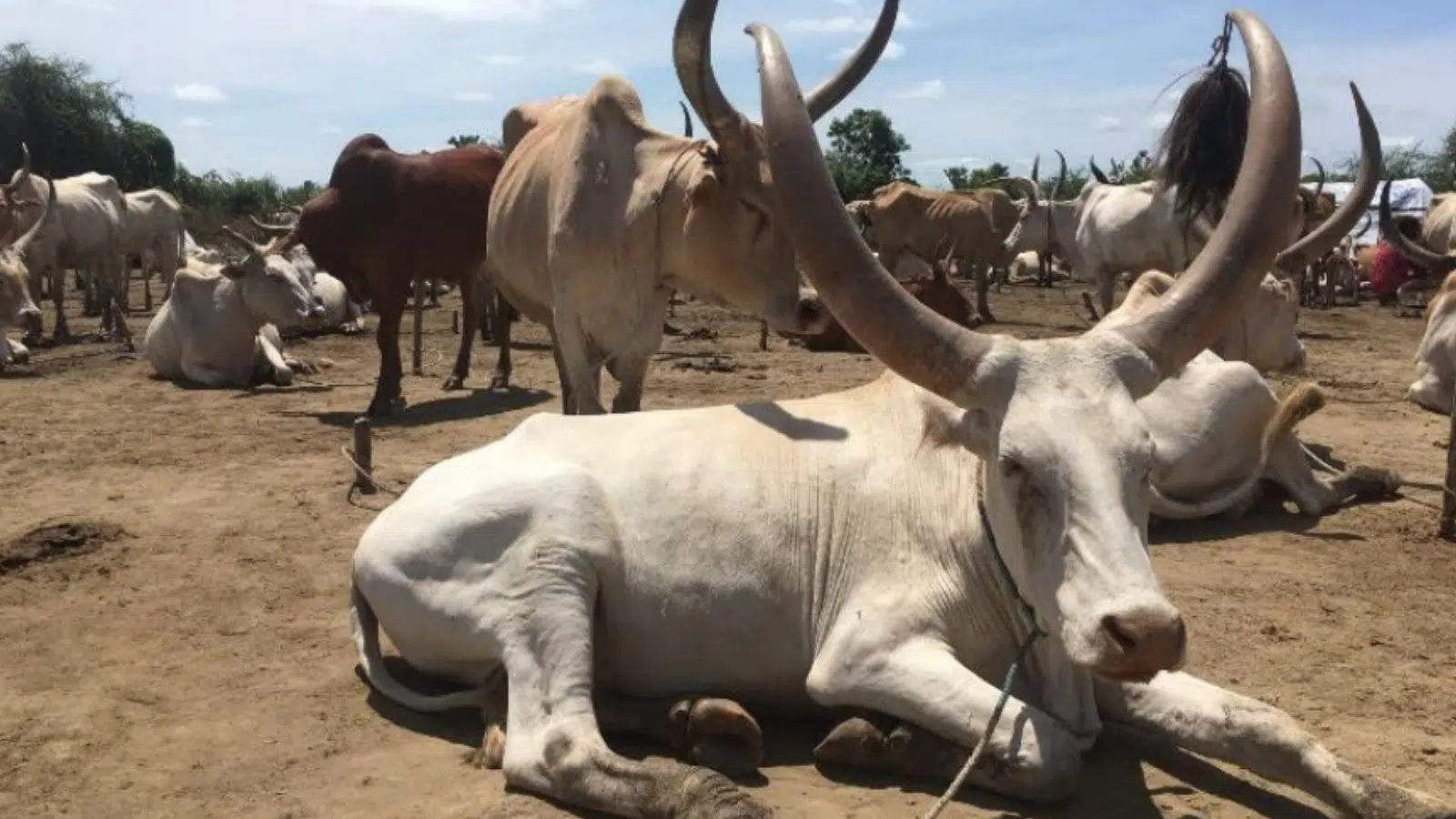 Accroître la sûreté et la sécurité des civils dans les camps de bétail de Bentiu