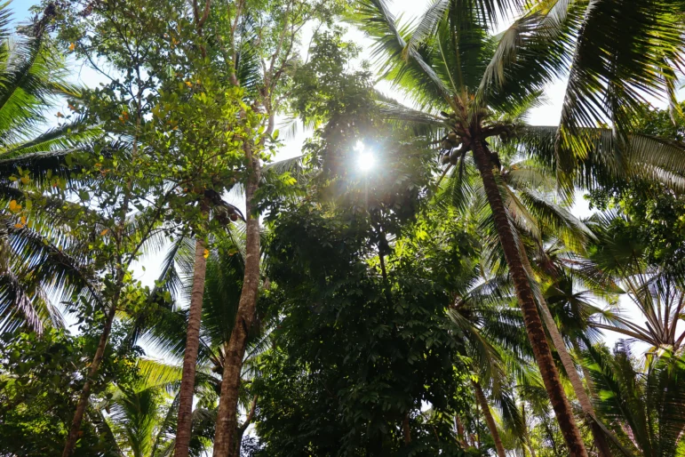 tall palm trees in a tropical setting, with bright sunlight filtering through the leaves.