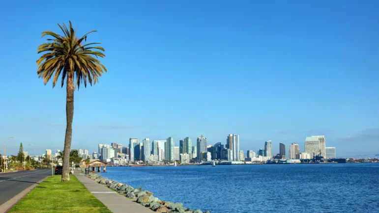 San Diego skyline in background and palm tree in foreground.